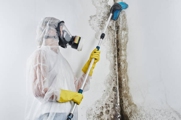 Best Mold Testing and Inspection Services in Berryville, TX
