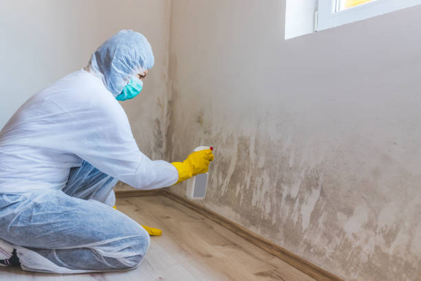 Professional Mold Remediation in Berryville, TX
