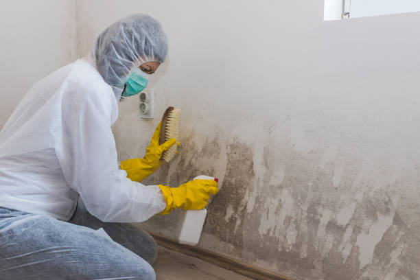 Best Bathroom Mold Remediation in Berryville, TX