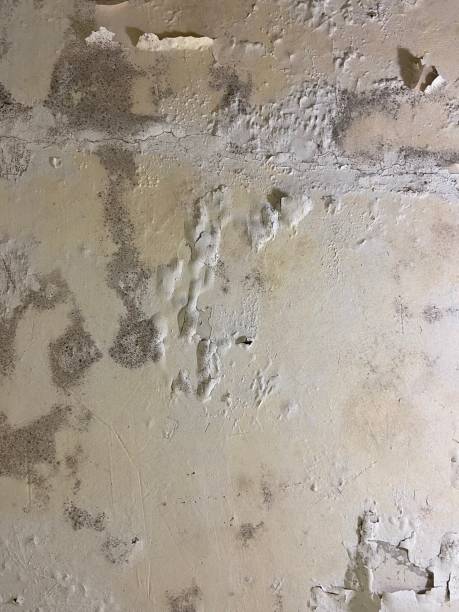 Best Crawl Space Mold Remediation in Berryville, TX