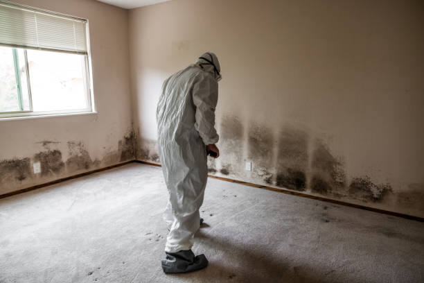 Best Attic Mold Remediation in Berryville, TX