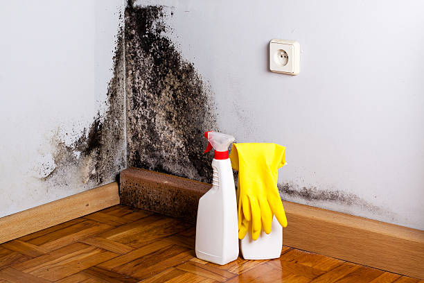 Best Mold Remediation for Schools in Berryville, TX