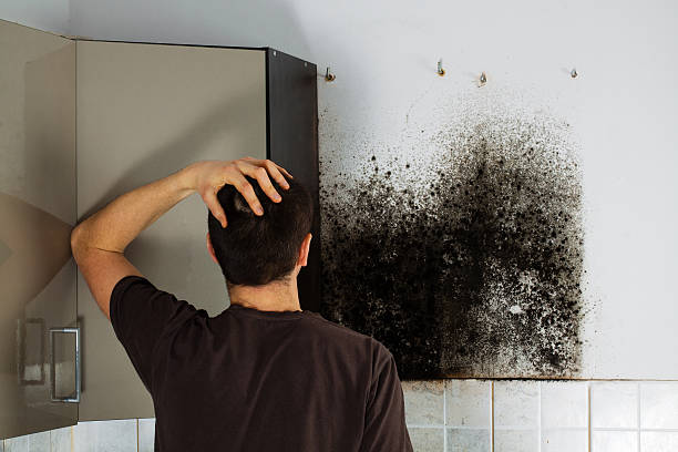 Best Emergency Mold Remediation in Berryville, TX